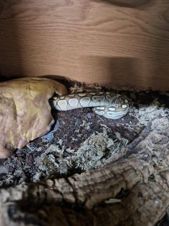 Image 1 of Beautiful pastel Royal python femae