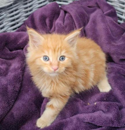 Image 11 of Maine Coon Kittens ONE GIRL LEFT!