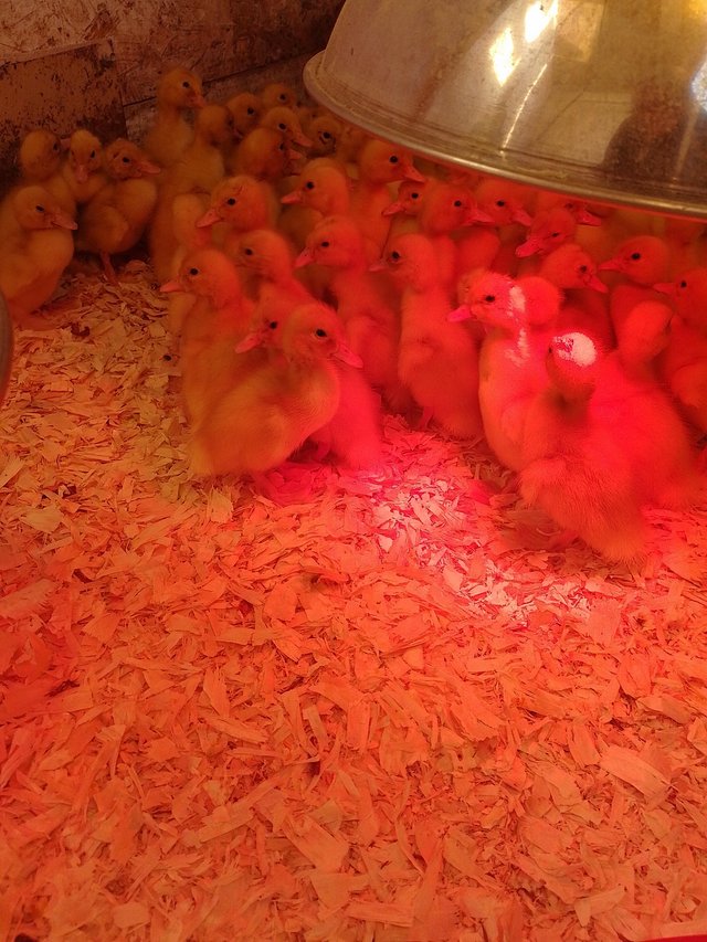 Preview of the first image of Pure strain commercial Pekin duckling as hatched.