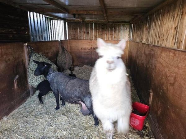 Image 3 of Two Friendly Alpacas for sale!