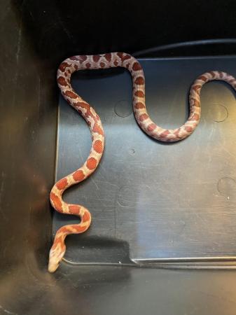 Image 3 of Hypo corn snake Male £60