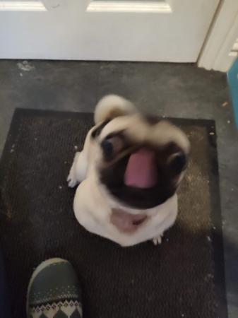 Image 4 of Nearly 3 year old girl pug