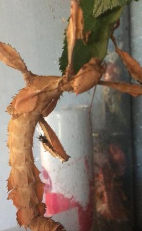 Image 2 of Giant Spiny stick insect nymphs for sale x 3