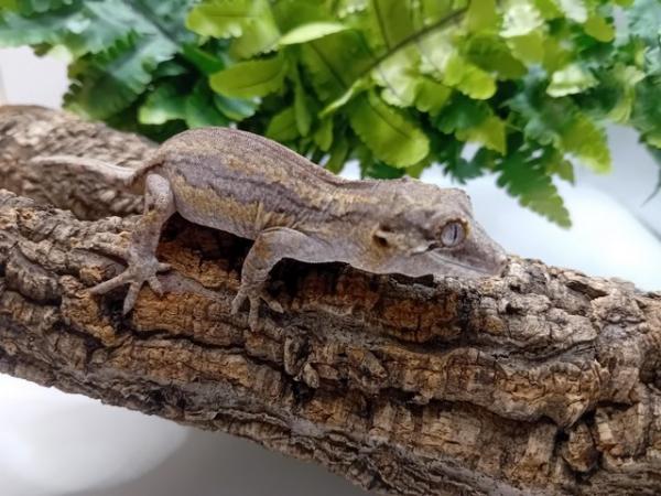 Image 2 of Baby gargoyle gecko for sale!!!