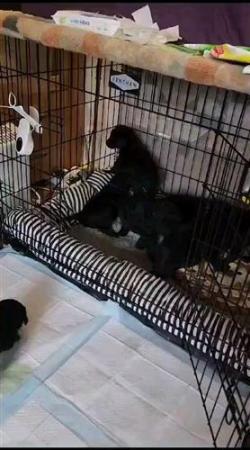 Standard Poodle Puppies Mixed litter for sale in York, North Yorkshire - Image 16