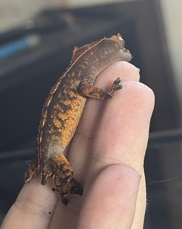 Image 1 of 9 baby crested geckos for sale