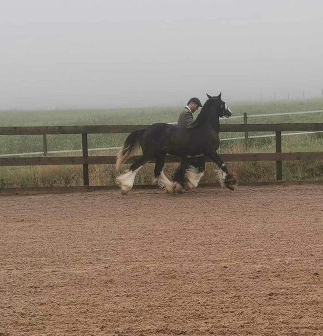 Preview of the first image of Traditional gypsy cob filly.