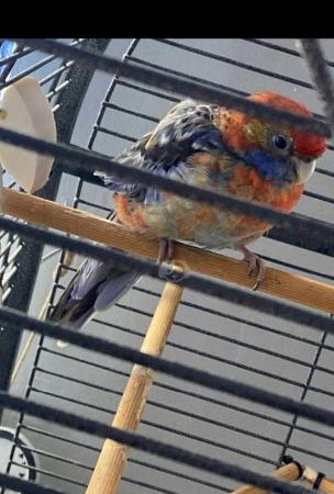 Image 3 of Rosella parrot with cage