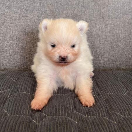 Image 11 of Cream and white Pomeranian Puppy’s
