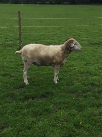 Image 2 of 12 months old ,Wiltshire horn Ram