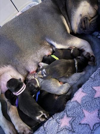 Image 2 of Last one left ready today  KC REG French bulldog puppies