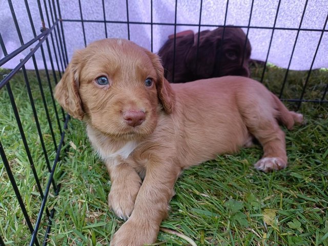 Preview of the first image of KC registered Working Cocker Spaniel Puppies.