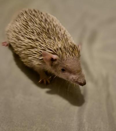 Image 4 of 4 month old lesser tenrecs unsexed.
