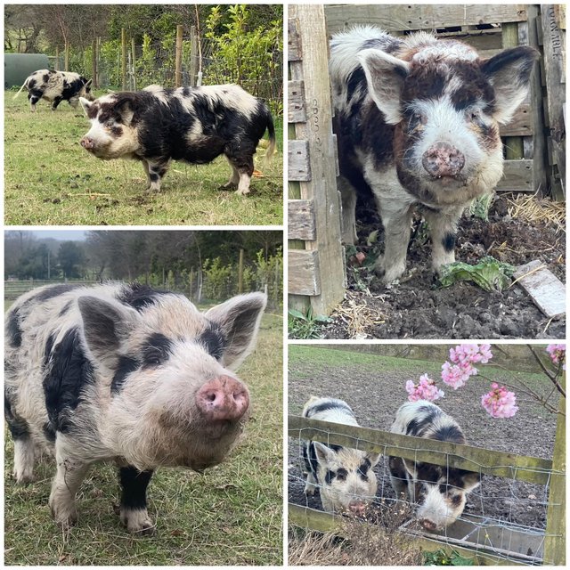 Preview of the first image of Bert & Ernie - 2 year old Kune Kunes - REHOMED HAPPILY TODAY.