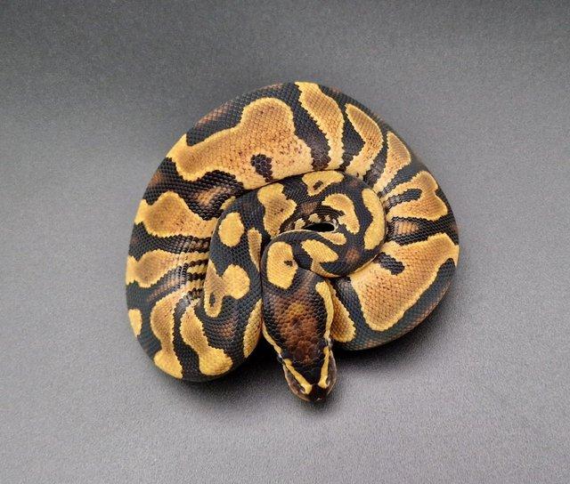 Preview of the first image of Yellow Belly Fire Double Het Clown Pied Ball Python 230802.