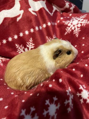Image 2 of Guinea Pigs for Sale - mixed ages and sexes