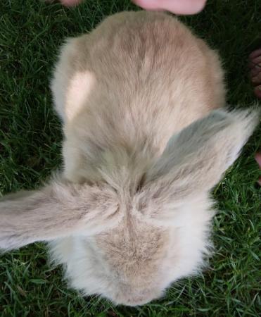 Image 2 of Gorgeous fluffy male lionhead rabbit nearly 2 years