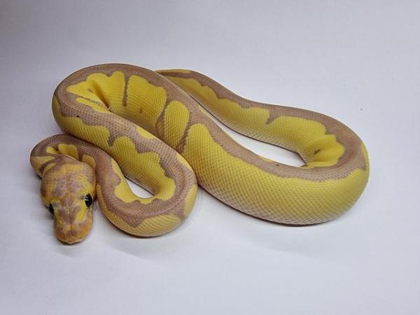 Image 2 of Banana Clown Royal / Ball Python Male