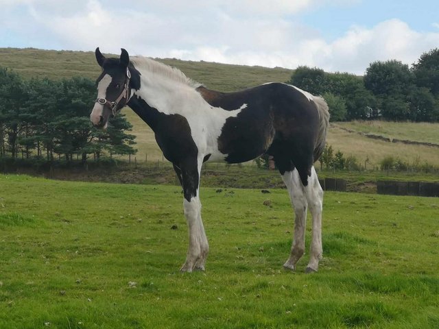 Preview of the first image of Stunning Yearling Gelding.