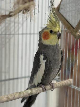 Image 3 of Male cockatiel with large  cage