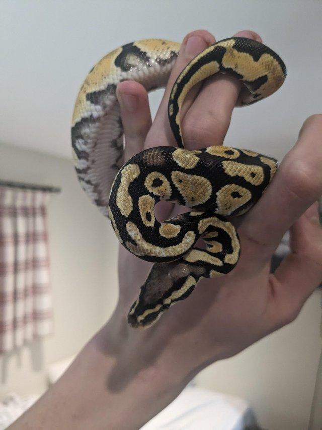 Preview of the first image of Gorgeous baby royal python.