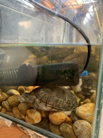 Image 4 of 2x Musk Turtles for sale