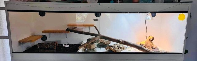 Image 7 of 9 month old bearded dragon and full setup available