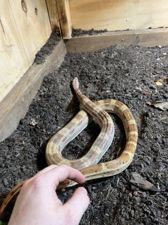 Image 4 of One-year-old male  boa constrictor