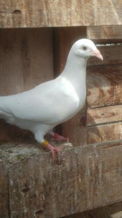 Image 2 of PURE WHITE RACING PIGEON FOR SALE