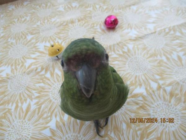 Image 6 of 2 x Austel conures. very tame