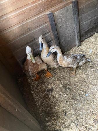 Image 1 of ducks for sale, various breeds