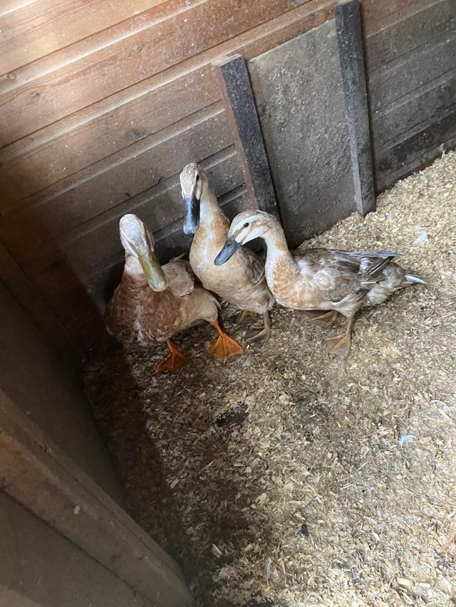 Preview of the first image of ducks for sale, various breeds.