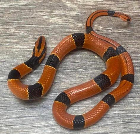Image 2 of Pair of bamboo rat snakes pulchra