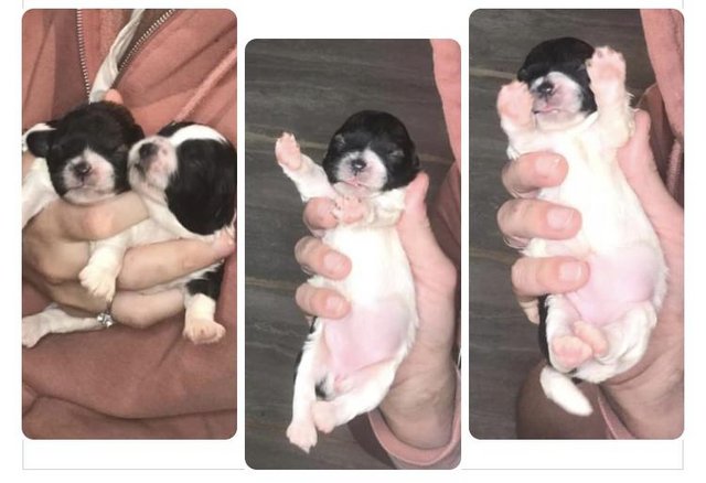 Image 2 of Beautiful Toy shihpoo puppies