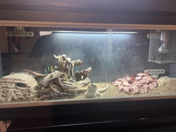 Image 3 of Zero male bearded dragon and set up