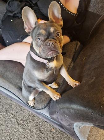 Image 5 of 1yr old female French bulldogmicrochipped