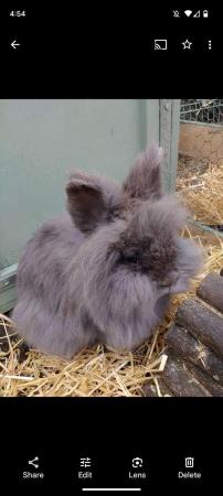 Image 3 of Lionhead rabbits for sale Mixed