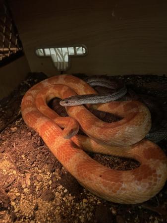 Image 5 of Pair of Corn Snakes and vivarium