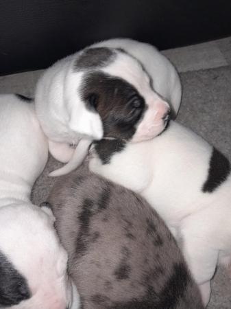 Image 24 of Staffordshire bull terrier puppies