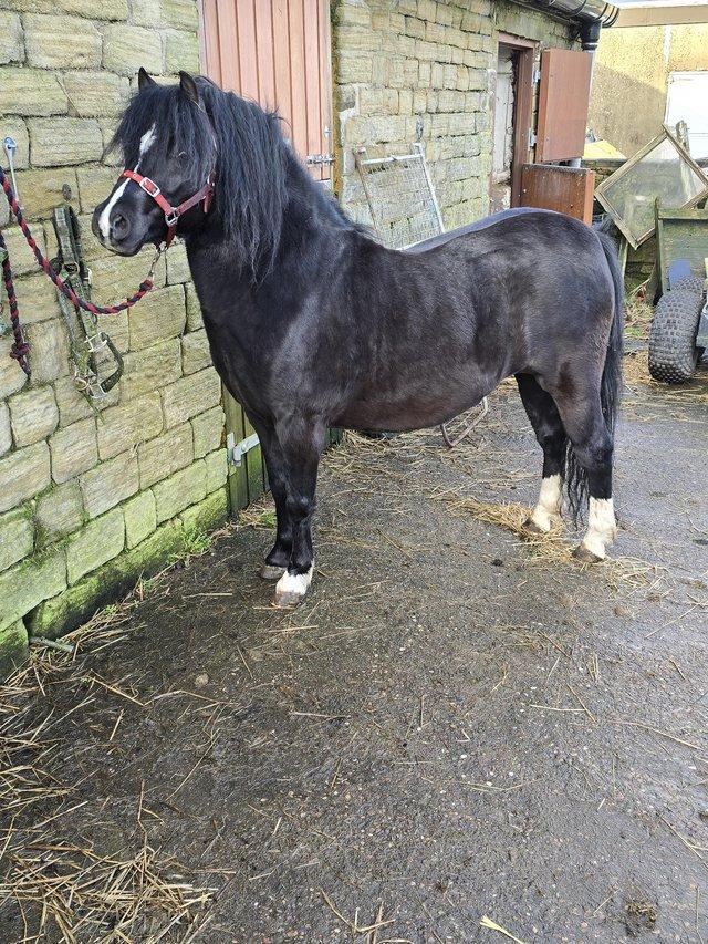Preview of the first image of Welsh section A stallion.