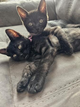 Image 4 of Tica Reg Bengal Kittens for loving home