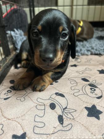 Image 6 of KC Reg Mini Dachshund Smooth Haired