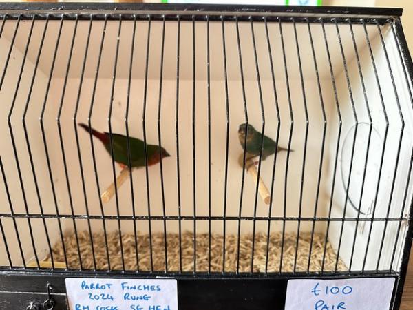 Image 3 of Pair of 2024 Bred Parrot Finches
