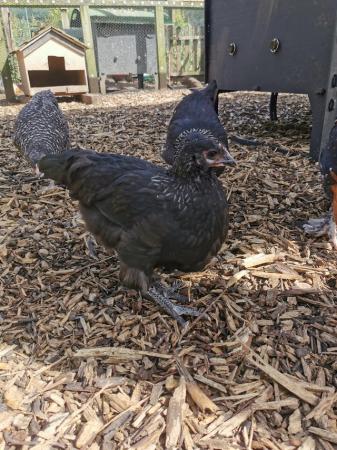 Image 5 of Pure Norfolk Grey pullets