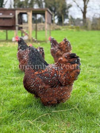 Image 3 of Jubilee Orpington Hatching eggs postage available