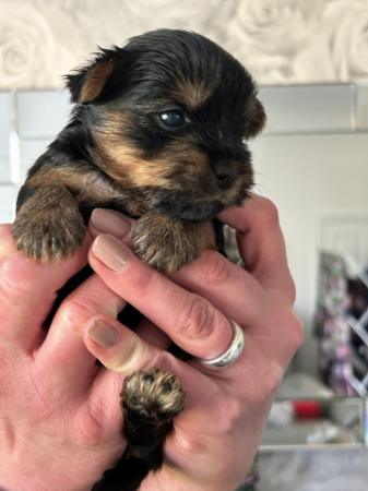 Image 3 of Beautiful Yorkshire Terrier Puppies