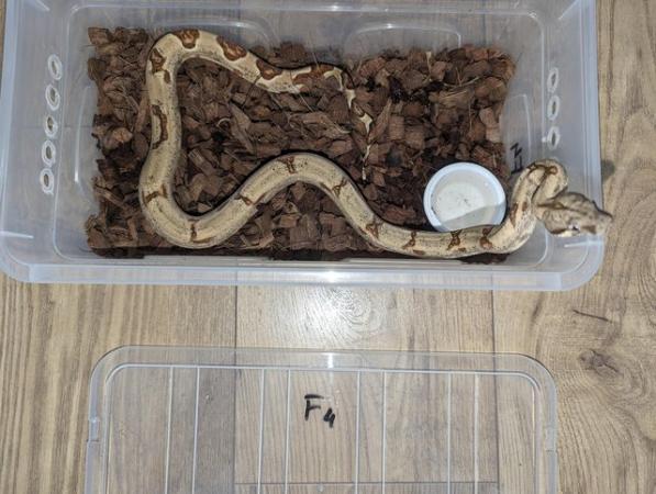 Image 3 of Baby Boas - tame and beautiful