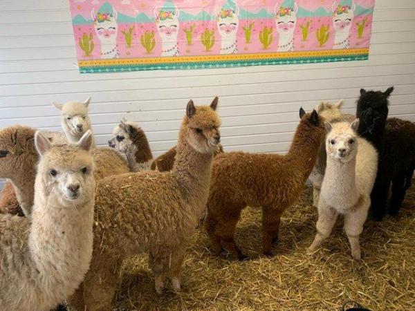Image 1 of Stunning female/male Alpacas various colours/ages for sale