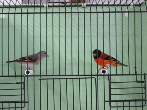 Image 5 of RED SISKINS FOR SALE LATE BRED 2022 BRED PAIR
