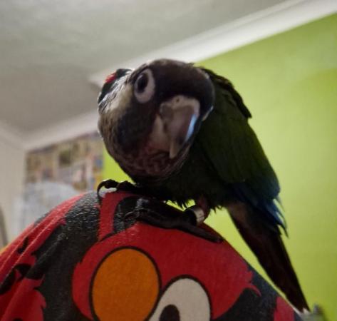 Image 4 of Crimson  conure 5 months old